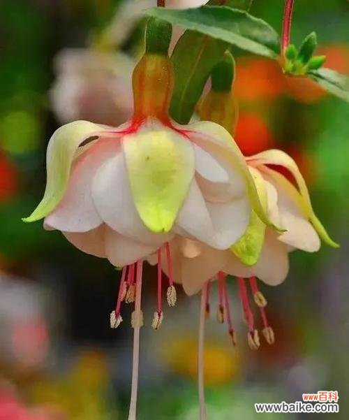 探寻倒挂金钟的花语和养殖技巧 倒挂金钟