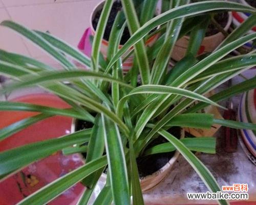 探寻吊兰的寓意与象征，解读这种坚韧的植物 吊兰的花语