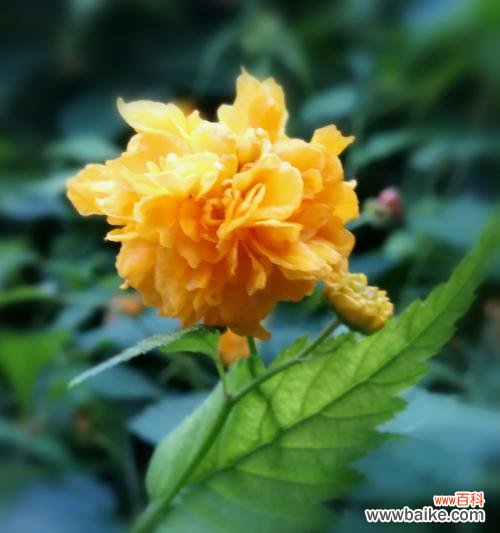 探寻棣棠花的含义,感受它的独特魅力 棣棠花的花语——纯洁与美丽的象征