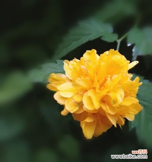 探寻棣棠花的含义,感受它的独特魅力 棣棠花的花语——纯洁与美丽的象征