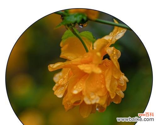 探寻棣棠花的含义,感受它的独特魅力 棣棠花的花语——纯洁与美丽的象征