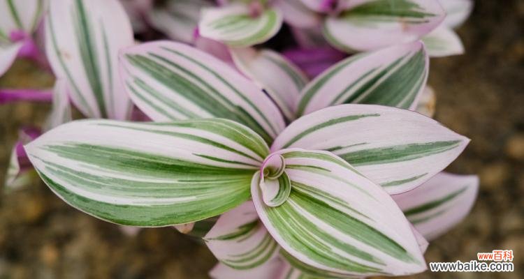 美丽与吉祥的象征，吊兰花的花语解读 吊兰花语与寓意