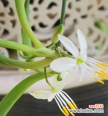 美丽与吉祥的象征，吊兰花的花语解读 吊兰花语与寓意
