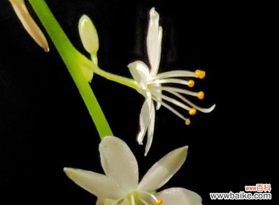 美丽与吉祥的象征，吊兰花的花语解读 吊兰花语与寓意