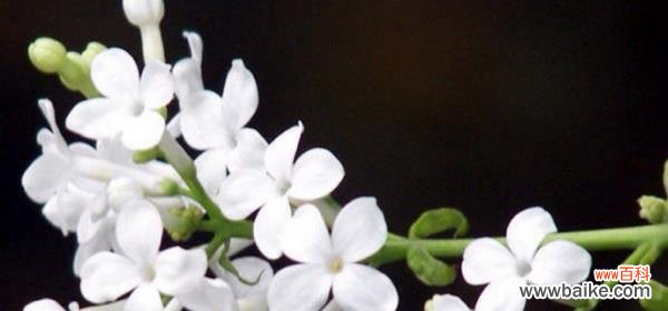 解读丁香花的花语，传递真挚的情感 丁香花花语的美丽与神秘