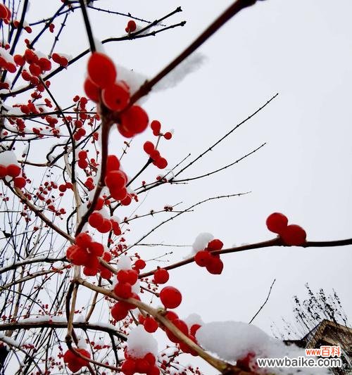 冬天的代表花与美丽冬景 冬日的花海