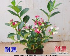 冬天的代表花与美丽冬景 冬日的花海