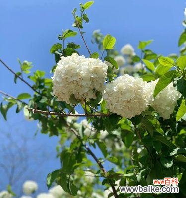 探秘绣球春化的过程与技巧 解析绣球春化的意义与方法