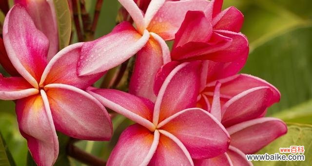 寒冷中的温暖之美 雪绒花