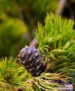 揭秘雪松的神秘与尊贵 雪松