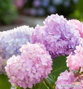 揭开绣球花的寓意与神话 绣球花