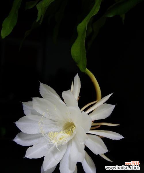 雪莲花的花语与传说 传说中的雪莲花