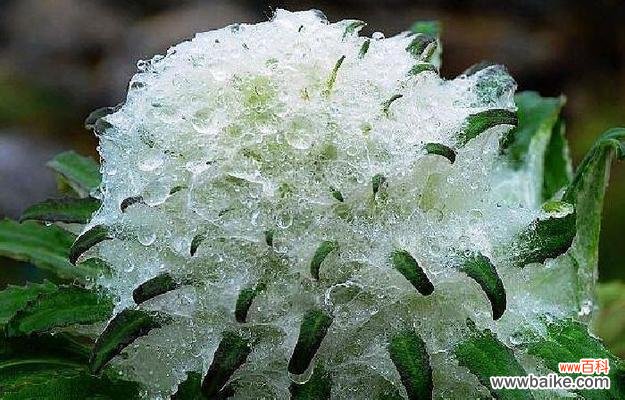 揭示雪莲花的美丽秘密 雪莲花