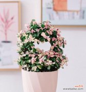 探索多肉植物中的花语世界——以雅乐之舞为例 以雅乐之舞——探寻多肉植物的花语奥秘