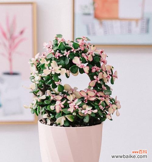 探索多肉植物中的花语世界——以雅乐之舞为例 以雅乐之舞——探寻多肉植物的花语奥秘