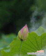 舞动身心 以雅乐之舞翩翩起舞，展现优美姿态