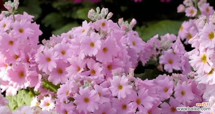 传承的传说与深刻的寓意 雁来红花语与传说