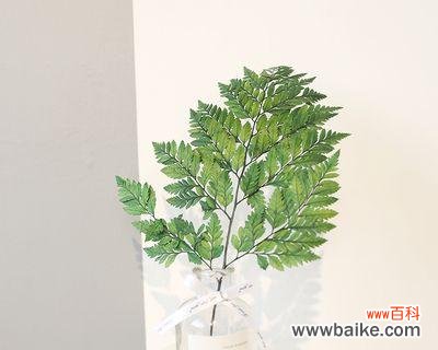 揭示羊齿花的花语和含义 羊齿花语与含义