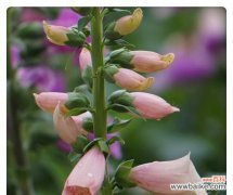 探索洋地黄的神秘之美 洋地黄花的花语与传说