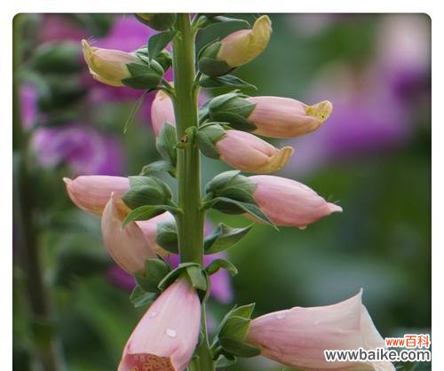 探索洋地黄的神秘之美 洋地黄花的花语与传说