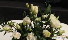 洋桔梗 洋桔梗花语与寓意