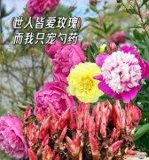 芍药花语大全中各花语的含义是什么？