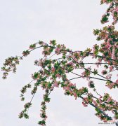 花语阑珊的含义是什么？它通常用来表达什么？