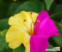 当代花旦花语是什么花？它代表了哪种美？