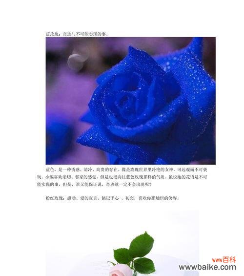 赞美邻家的花语如何表达?用什么句子最合适?