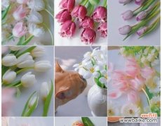 偷听情话的花语有何寓意？这种花语适合哪种场合？