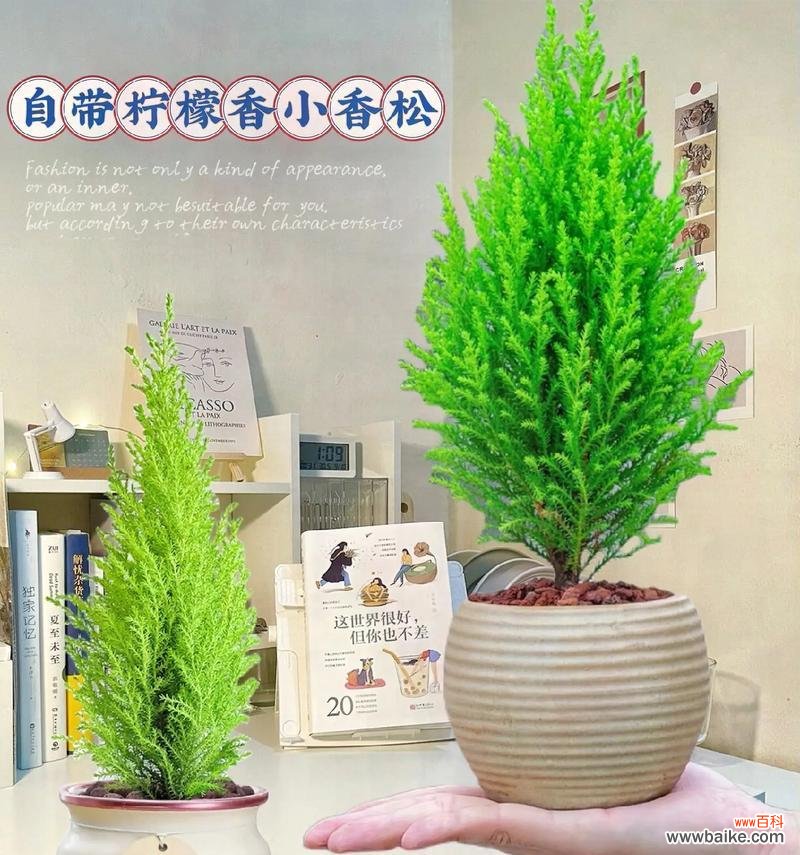 柠檬清香的花语代表了什么？