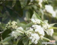 柠檬清香的花语代表了什么？