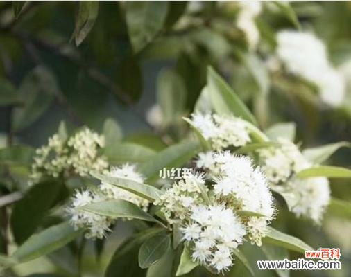 柠檬清香的花语代表了什么？