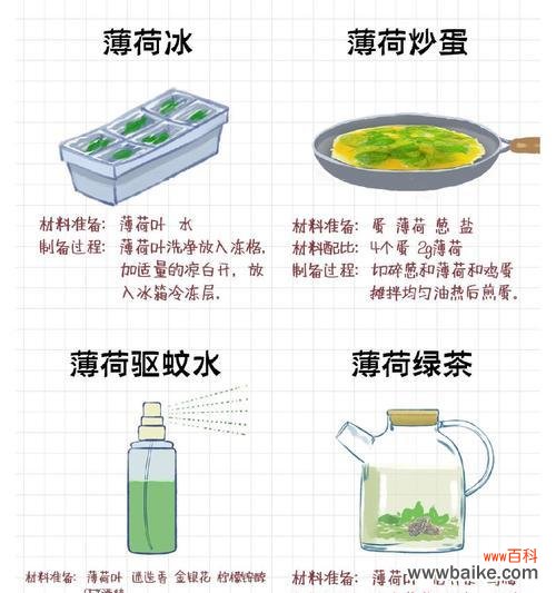 薄荷花语和寓意是什么？就像薄荷的花语代表什么？