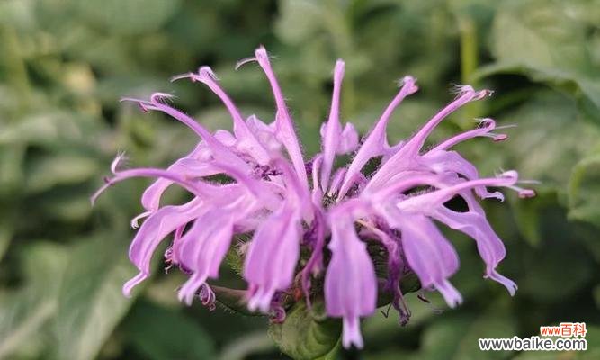 薄荷花语和寓意是什么？就像薄荷的花语代表什么？