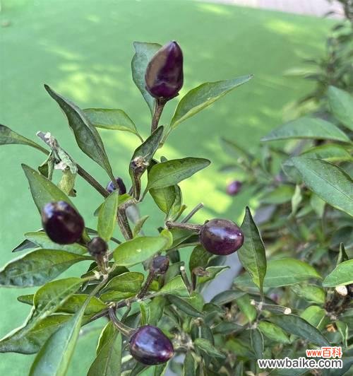 辣椒的花语有哪些含义?