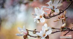 野兰花的花语和寓意是什么？这种花象征着什么？