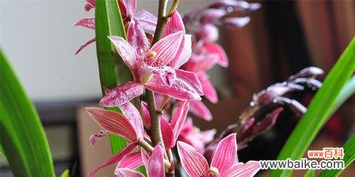 野兰花的花语和寓意是什么?这种花象征着什么?