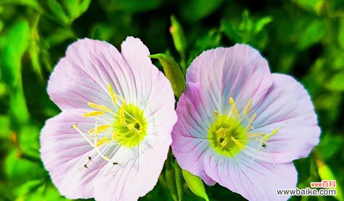 热烈奔赴的花语有哪些？