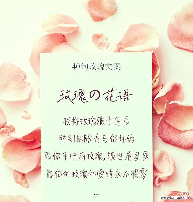 小朵玫瑰花寓意什么含义？如何正确理解小玫瑰的花语？