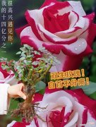 小朵玫瑰花寓意什么含义？如何正确理解小玫瑰的花语？