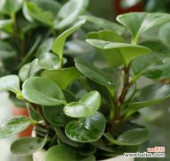 用花语演绎豆瓣绿的美好 以豆瓣绿的花语传递和谐与生机