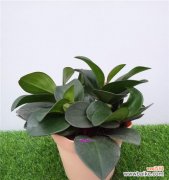 绿色，回归大自然的力量 以豆瓣绿的寓意，探索生命的成长之道