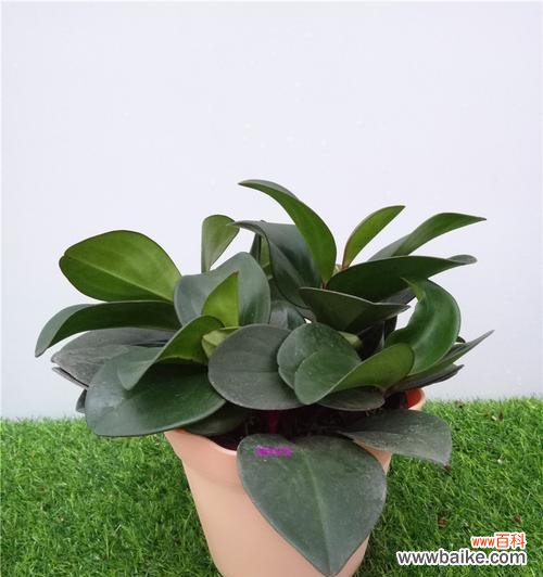 绿色,回归大自然的力量 以豆瓣绿的寓意,探索生命的成长之道