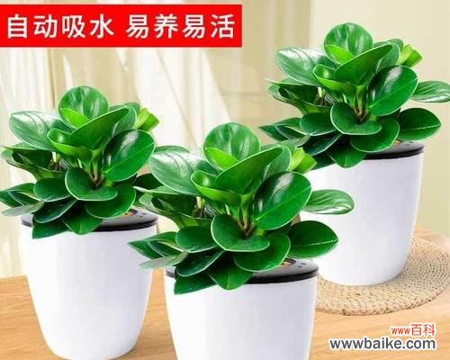 绿色,回归大自然的力量 以豆瓣绿的寓意,探索生命的成长之道