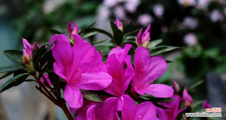 勒杜鹃花的浪漫花语及其象征意义解析 勒杜鹃花的花语与寓意——守护爱情的独特象征