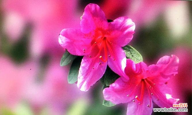 勒杜鹃花的浪漫花语及其象征意义解析 勒杜鹃花的花语与寓意——守护爱情的独特象征