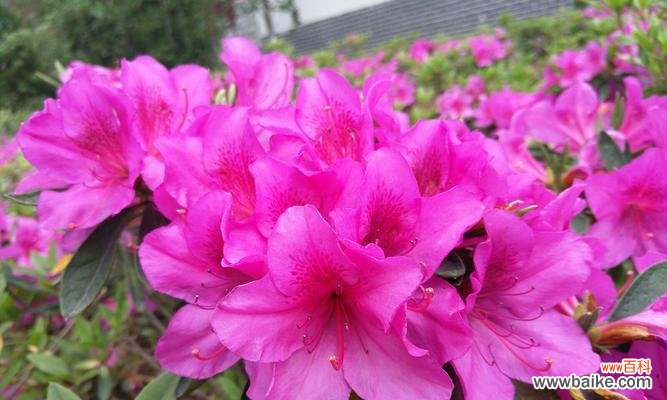 探寻杜鹃花的秘密之花语与寓意 杜鹃花的花语与寓意