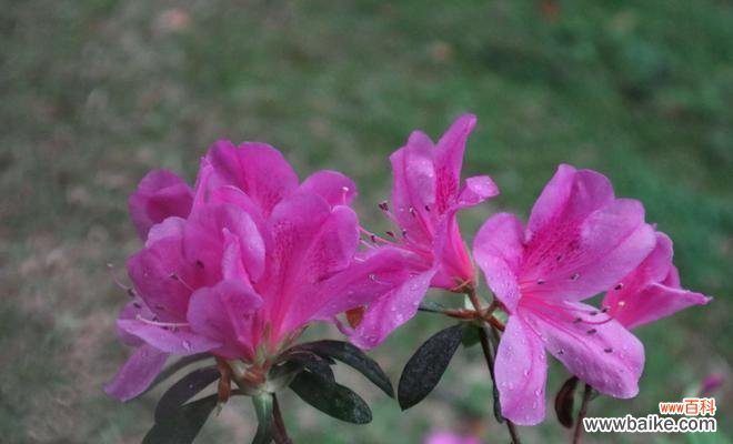 探寻杜鹃花的秘密之花语与寓意 杜鹃花的花语与寓意