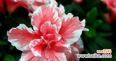 探寻杜鹃花的秘密之花语与寓意 杜鹃花的花语与寓意